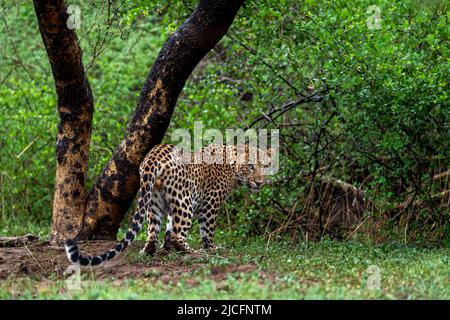 léopard ou panthère sauvage d'inde avec contact avec les yeux profil du dos renversement en saison de mousson pluvieuse en fond vert pendant le safari sauvage Banque D'Images