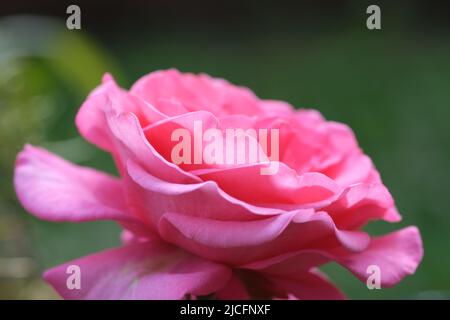 Fleur rose rose, pétales gros plan. Gros plan macro avec arrière-plan vert flou Banque D'Images