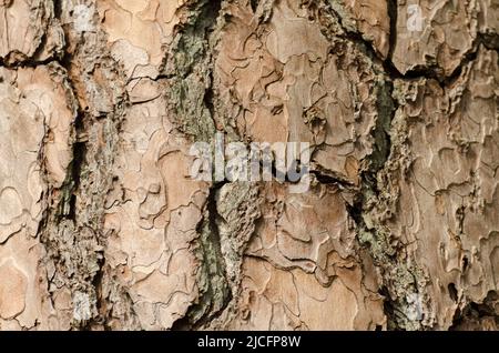 Écorce d'un pin (conifères, Pinus, Pinoideae) avec différentes couches, fissures et textures Banque D'Images