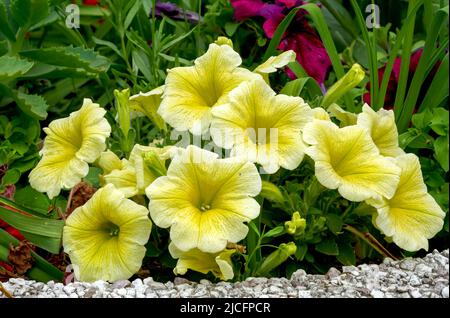 Pétunia Juss, multiflorale, fleurs sous forme de cloches, jaune, à proximité Banque D'Images