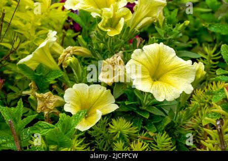 Pétunia Juss, multiflorale, fleurs sous forme de cloches, jaune, à proximité Banque D'Images