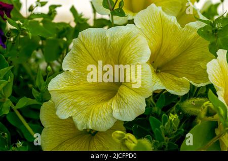 Pétunia Juss, multiflorale, fleurs sous forme de cloches, jaune, à proximité Banque D'Images