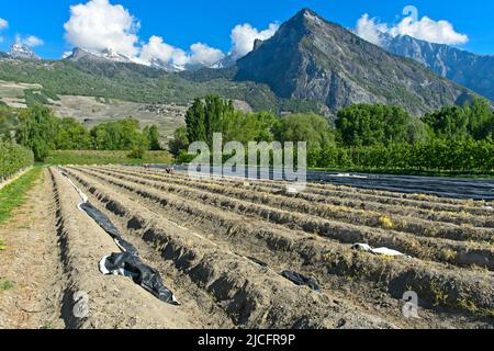Culture d'asperges dans un domaine de Philfruit entreprise agricole dans la vallée du Rhône, Riddes, Valais, Suisse. Banque D'Images