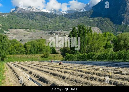 Culture d'asperges dans un domaine de Philfruit entreprise agricole dans la vallée du Rhône, Riddes, Valais, Suisse. Banque D'Images