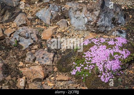 Le sentier de randonnée de Laugavegur est le plus célèbre trekking de plusieurs jours en Islande. Photo de paysage de la région autour de Landmannalaugar, point de départ du sentier de randonnée longue distance dans les hautes terres de l'Islande. Fleurs le long du chemin. Banque D'Images