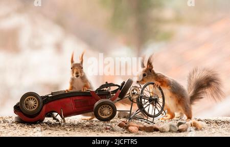 écureuils rouges avec une voiture et une bicyclette dans un accident Banque D'Images