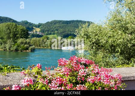 Allemagne, Bade-Wurtemberg, Bad Säckingen, vue sur le Rhin, été, géraniums en fleurs Banque D'Images