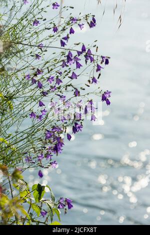 Rheinfelden (Suisse), vieille ville, rive du Rhin, bellflower à feuilles rondes, Campanula rotundifolia Banque D'Images