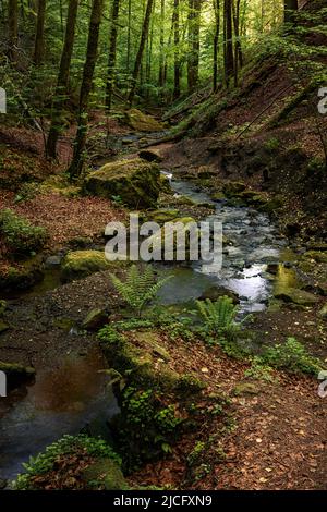 Gorge de Hörschbach. Murrhardt, Bade-Wurtemberg, Allemagne Banque D'Images