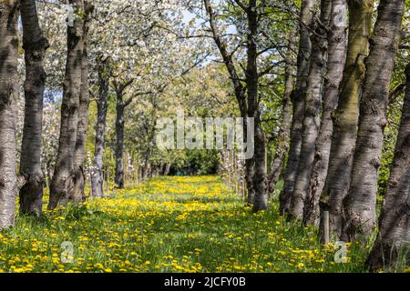 Une avenue de pommiers près de Jork dans l'Alte Land à la fleur de pommiers et beaucoup de pissenlits à fleurs Banque D'Images