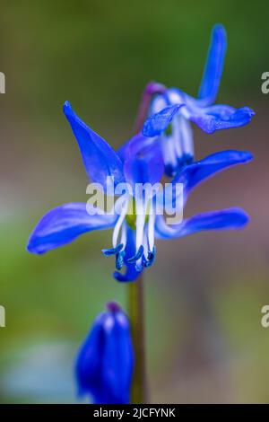 Délossoms de calmar, Scilla Siberica (calmar sibérien) Banque D'Images