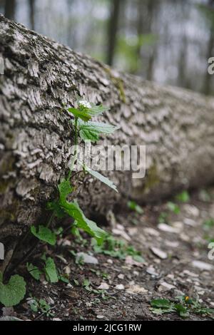 Forêt, Cobra Banque D'Images