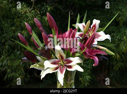 Bouquet de lys Zéba, novembre Rain et Nightrider (jardin du ruisseau de l'église 2022) Banque D'Images