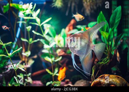 un grand poisson scalaire dans l'aquarium Banque D'Images