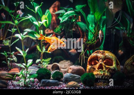 un grand aquarium planté dans la jungle Banque D'Images