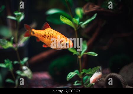 charmant barbus d'or dans mon aquariu Banque D'Images