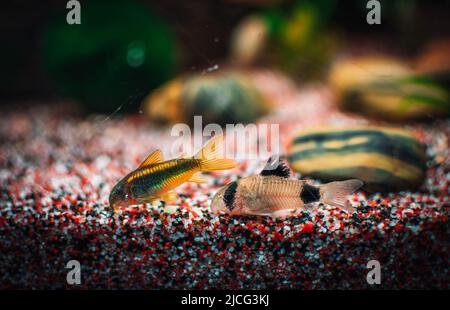 belle famille de corydoras dans l'aquarium de mu Banque D'Images