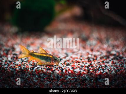 belle famille de corydoras dans l'aquarium de mu Banque D'Images