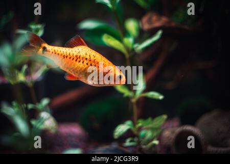 charmant barbus d'or dans mon aquariu Banque D'Images