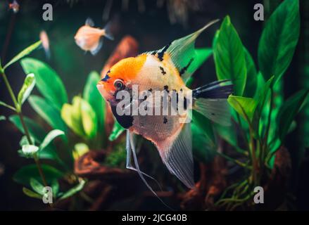 un grand poisson scalaire dans l'aquarium Banque D'Images