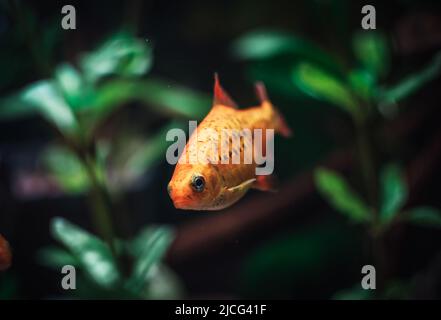 charmant barbus d'or dans mon aquariu Banque D'Images