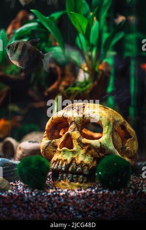 un grand aquarium planté dans la jungle Banque D'Images