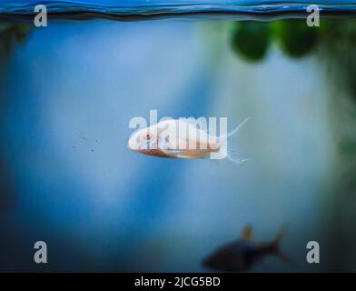 belle famille de corydoras dans l'aquarium de mu Banque D'Images