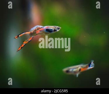 endler guppy dans mon aquarium Banque D'Images