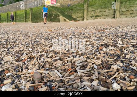 Les marcheurs pour chiens inspectent la rive couverte de grandes quantités d'os mélangés lavés par la vague de marée à River Thames, Londres Angleterre Royaume-Uni Banque D'Images