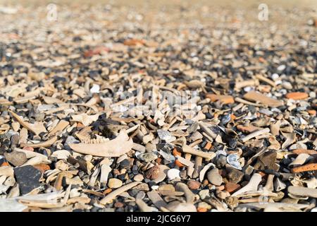 Le rivage est recouvert de grandes quantités d'os mélangés et brisés délavés par la vague de marée à River Thames, Londres Angleterre Royaume-Uni Banque D'Images