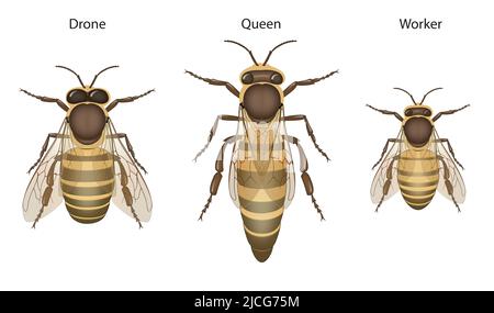 Biologie de l'abeille : Queens, drones et travailleurs Banque D'Images
