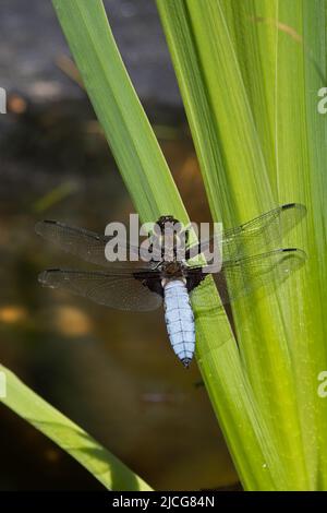 Chaser à corps large (Libellula depress) mâle perchée Norfolk GB UK juin 2022 Banque D'Images