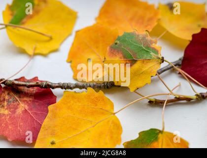 belles feuilles de peuplier faux-tremble colorées sur fond clair, couleurs d'automne, adaptées au papier de bois Banque D'Images