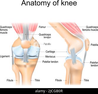 Anatomie du genou. Structure du joint de jambe. Pièces principales. Affiche vectorielle avec étiquette de texte pour l'éducation médicale Illustration de Vecteur