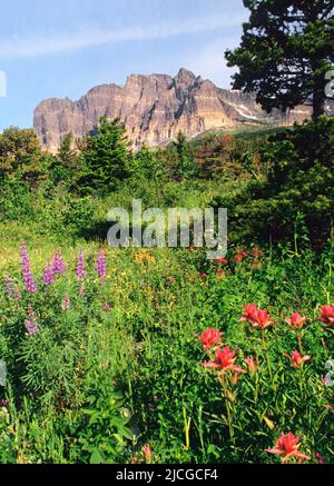 Parc national des Glaciers Montana. Nombreux Glacier Valley, champ de fleurs sauvages, Mont Grinnell. Beauté dans la nature visite de Rockies America USA. Personne Banque D'Images
