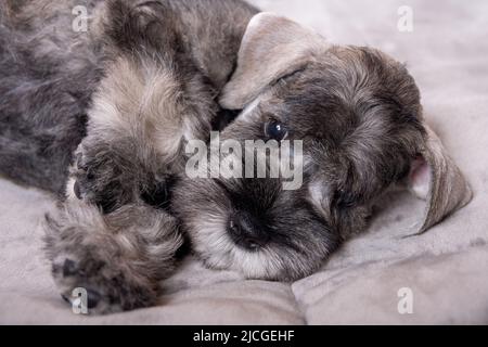 Un petit chiot schnauzer miniature à barbe allongé sur le lit. Soin des animaux. Banque D'Images