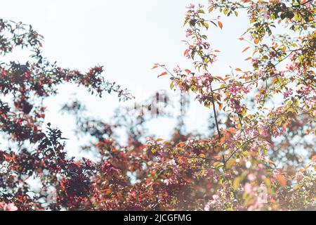 branches fleuries de cerise rose dans le jardin contre le ciel. Banque D'Images