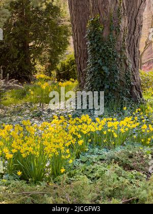 Jonquilles poussant autour de la base d'un grand conifères dans une forêt britannique. Banque D'Images