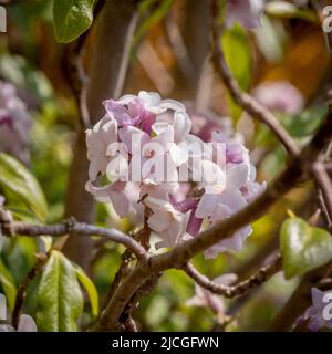 Les fleurs roses de Daphne bolua 'Jacqueline Postill' poussant dans un jardin britannique, en hiver. Banque D'Images