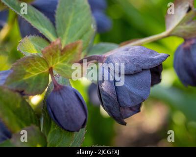 Helleborus x hybridus Ashwood Garden hybrides fleurir dans un jardin britannique. Banque D'Images