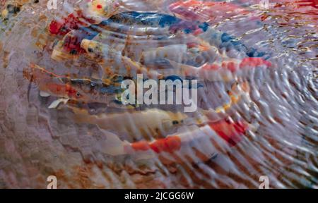 Bouquet de poissons Koï colorés populaires AKA Nishikigoi Carp variétés sous l'eau claire et rippée. Mise au point sélective. Banque D'Images