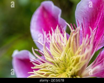 Gros plan d'une fleur semi-double Clematis Josephine qui pousse dans un jardin britannique. Banque D'Images