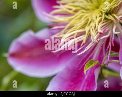 Gros plan d'une fleur semi-double Clematis Josephine qui pousse dans un jardin britannique. Banque D'Images