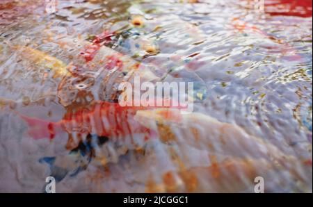Gros plan de poissons Koï colorés populaires AKA Nishikigoi variétés de Carp sous l'eau claire et rippée. Mise au point sélective.
