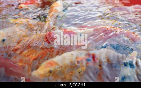 Gros plan de poissons Koï colorés populaires AKA Nishikigoi variétés de Carp sous l'eau claire et rippée. Mise au point sélective. Banque D'Images