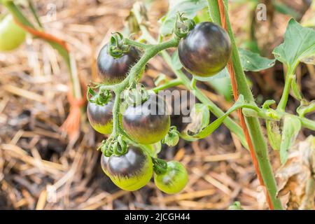 Tomate kumato bleue encore dans la brousse. Banque D'Images