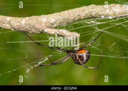 Araignée veuve noire méridionale - Latrodectus mactans Banque D'Images