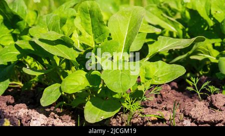 L'arugula ou la roquette (Eruca vesicaria, Eruca sativa Mill., Brassica eruca L.) est une plante annuelle comestible. Vue rapprochée de l'usine dans le jardin Banque D'Images