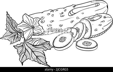 Concombre entier et coupé en tranches avec des feuilles en forme de coodle Illustration de Vecteur