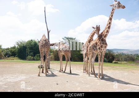 Troupeau de girafes nom scientifique Giraffa camelopardalis corps complet quatre girafes minces avec des taches qui les distinguent les uns des autres comme l'empreinte digitale Banque D'Images